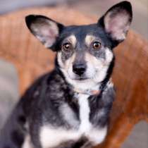 Вишенка на торте (метис чихуахуа). В дар, в Москве