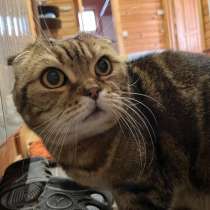 ## Внимание! Срочно ищет дом чудесный котик Ричард!, в Москве