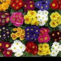 Цветущие примулы к 8 марта. Оптом -150 рублей, в Москве