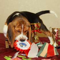 Щенок бигля (РКФ), в Санкт-Петербурге