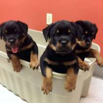 Ротвейлер Самары, в Самаре