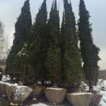 Посадка деревьев, в Челябинске