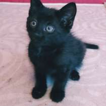 Флэш - черный игривый котенок ищет дом, в г.Москва