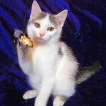 Европейская короткошерстная, котенок 3 месяца, в г.Усть-Каменогорск