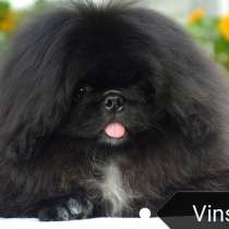 Пекинес, в Москве