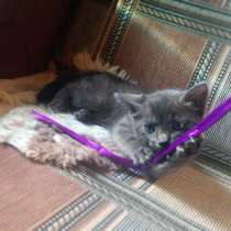 Котёнок ищет хозяев, в Москве