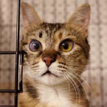 Нежная Васильда ищет дом, в Москве