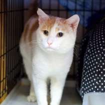 Наблюдательный Прованс мечтает вновь стать домашним, в Москве