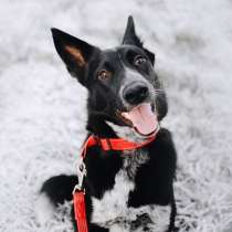 Обаятельный и незабываемый Аргус ищет хозяев!, в Москве