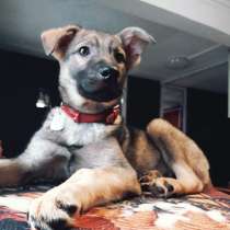 Щенок метис овчарки, в Владимире