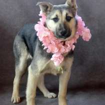 Щенки, в Раменское