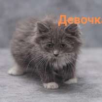 Котятки ищут заботливых родителей и самые лучшие семьи, в г.Москва