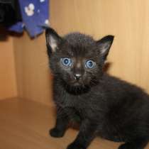 Отдам черного котика добрым хозяевам, в Красноярске