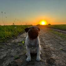 Продам щенка мопса, в Москве