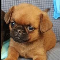 Мальчик малого брабансона, в г.Москва