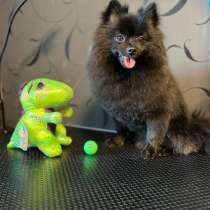 Померанскиц шпиц, в г.Салават