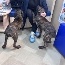 Щенки кане корсо, в Екатеринбурге