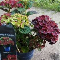 Коллекционные сорта крупнолистных гортензий, в Самаре