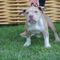 Готовы к переезду Ексклюзивные щенки Амбулли покет, в г.Мюнхен