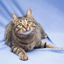 Полосатая Коша-Маргоша ищет дом, в Москве