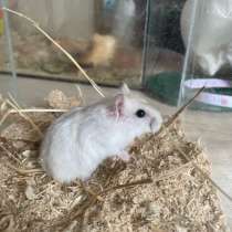 Джунгарские хомячки: возраст 1 месяц, не на корм, в Ростове-на-Дону