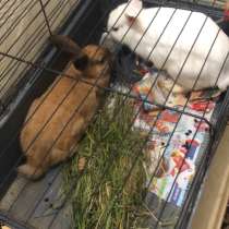 Продам 2 декоративных кроликов, в Барнауле