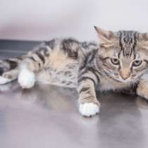 Красавец Мирон готов отправиться домой, в Москве