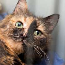 Кошечка Леди Макбет, в Москве