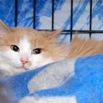 Робкая Ницца в поисках надежного друга, в Москве