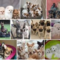 Питомник щенков Тобольск, в Тобольске