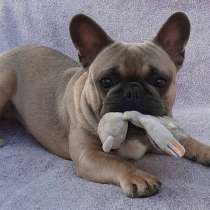 Мальчик французского бульдога. Вязка, в г.Ашкелон