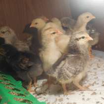 Цыплята брама гусята Линда семья кур брама гуси, в Сызрани