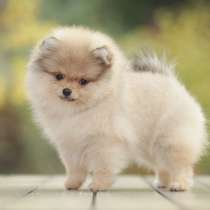 Тэффа С Рублевки от родителей чемпионов, в Москве