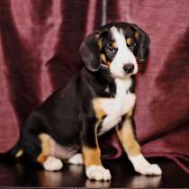 Щенки энтлебухера зенненхунда, в Москве