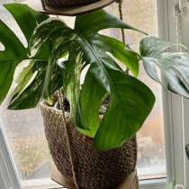 Монстера тайское созвездие. Растение адаптированное, в Астрахани
