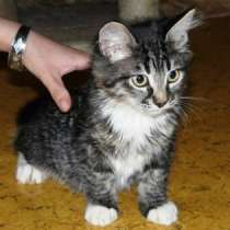 Отдам даром Домашние котята-подростки в дар, в Москве