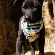 Кай - щенок, смотрящий прямо в душу, ищет любящую семью!, в Москве