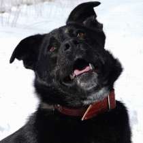 Умница и красавица Багира ищет дом!, в г.Москва