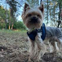 Йоркширский Терьер, вязка, в Воронеже