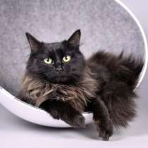 Сибирская принцесса Мишель, окрас черный дым в дар, в Москве