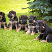 Немецкая овчарка Омск, в Омске