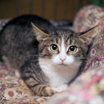 Застенчивая Ониксия надеется на встречу с хозяевами, в Москве