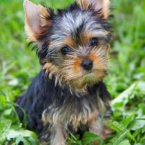 Йоркширский терьер Анапа, в Анапе