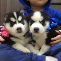 Черно-белые голубоглазые щеночки Хаски !!!!, в Костроме