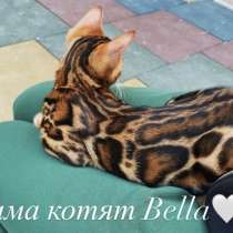 Продаются бенгальские котята, в Москве