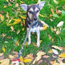 Домашний щенок от небольшой собачки, в г.Санкт-Петербург