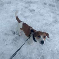 Выгул собак !!!, в Москве