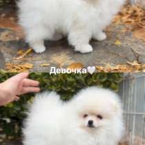 Померанский шпиц, в Москве