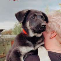 Щенки ВЕО, в Москве