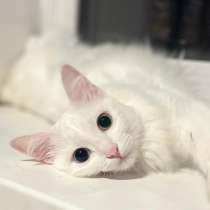 Потрясающе красивая белая кошка Жемчужинка в дар, в г.Москва